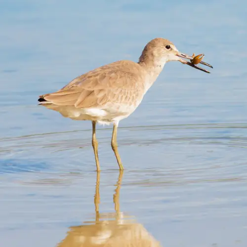 Chevalier semi-plamé