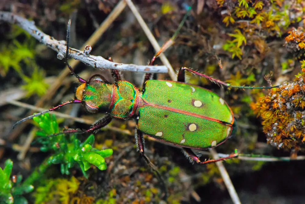 Cicadelle champêtre