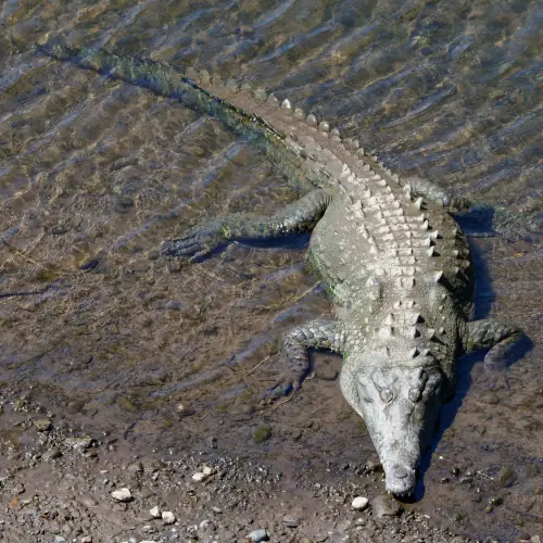 Crocodile américain