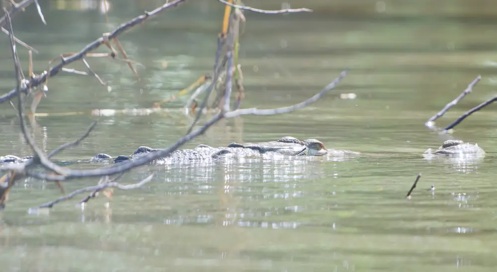 Crocodile dans le Rio Tempisque
