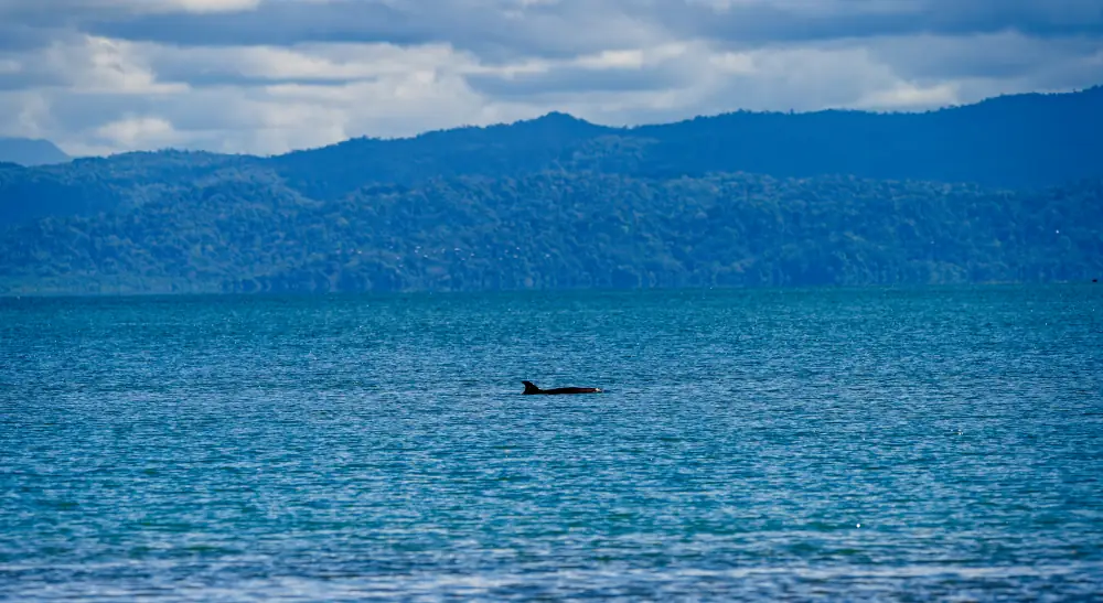 Aileron sur fond de jungle