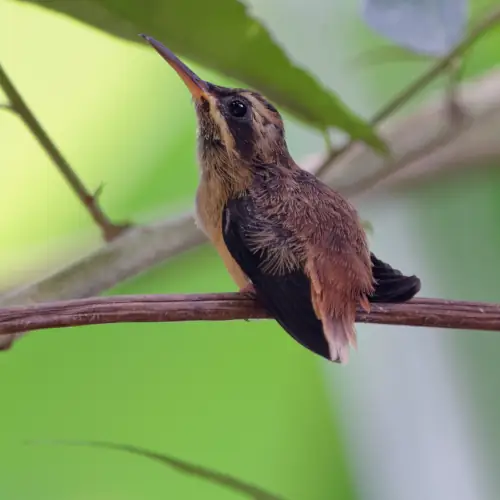 Ermite à gorge rayé