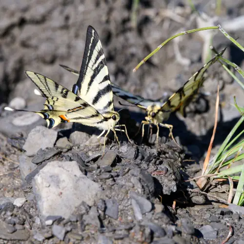 Discussion entre Flambés