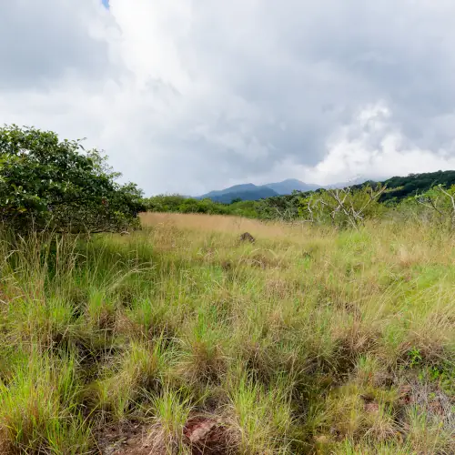 Forêt sèche de Rincon de la Vieja