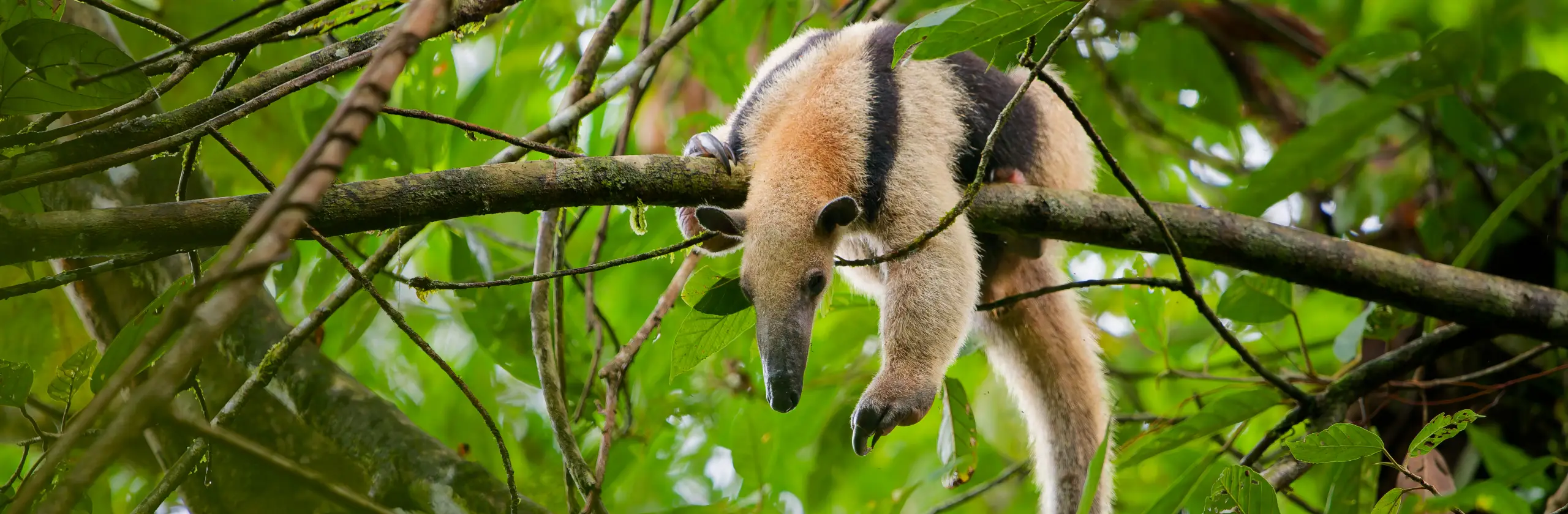 Corcovado, joyau sauvage du Costa Rica : histoire et conseils pour visiter le parc