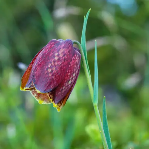 Fritillaire des Pyrénées
