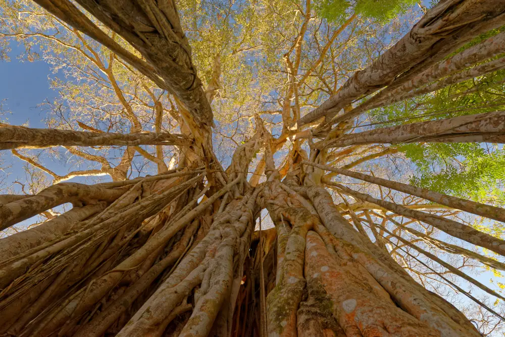 Vue d'entre les racines