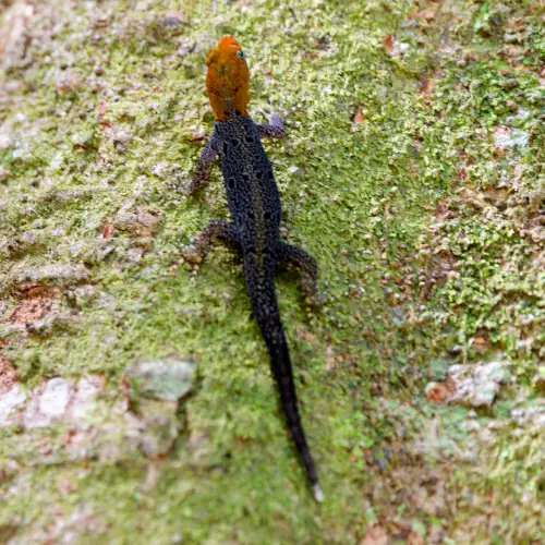 Gonatode à gorge blanche