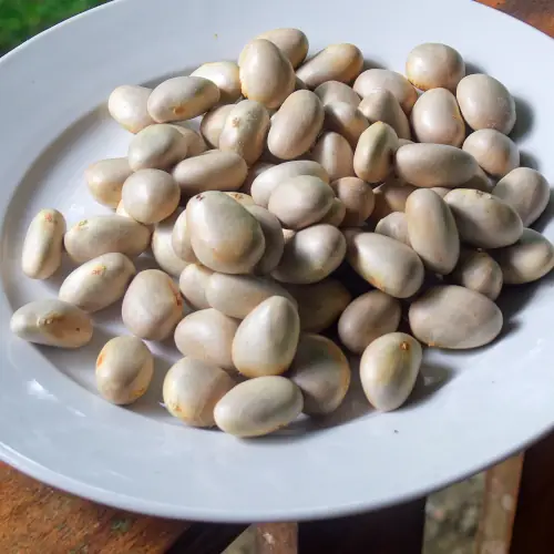 Graines de Jack fruit