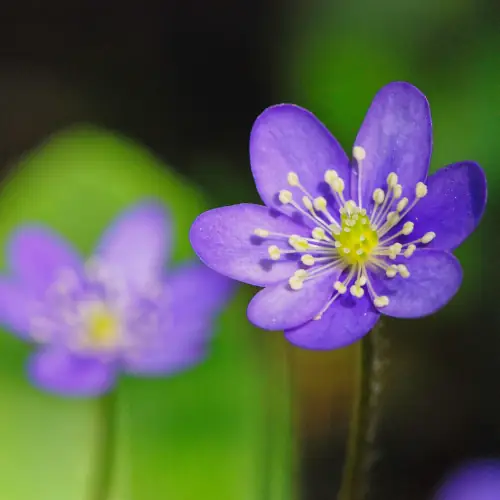 Hépatique à trois lobes