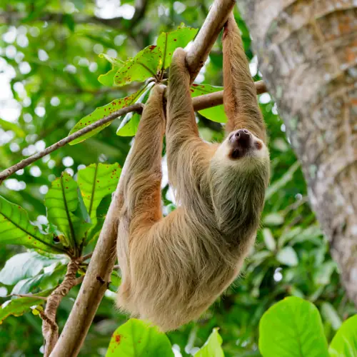 Paresseux à 3 doigts