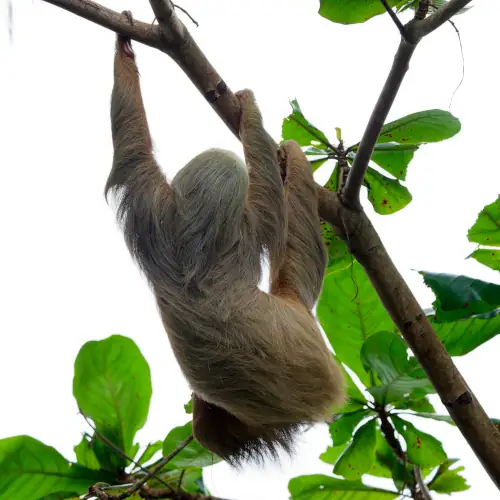 Déhanché du Paresseux