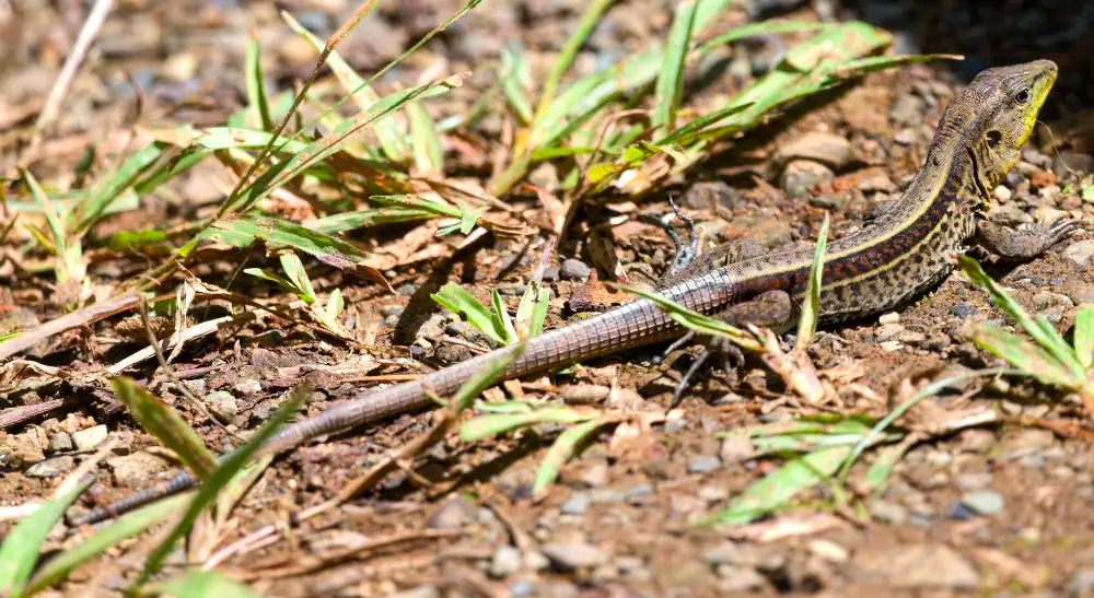Holcosus quadrilineatus