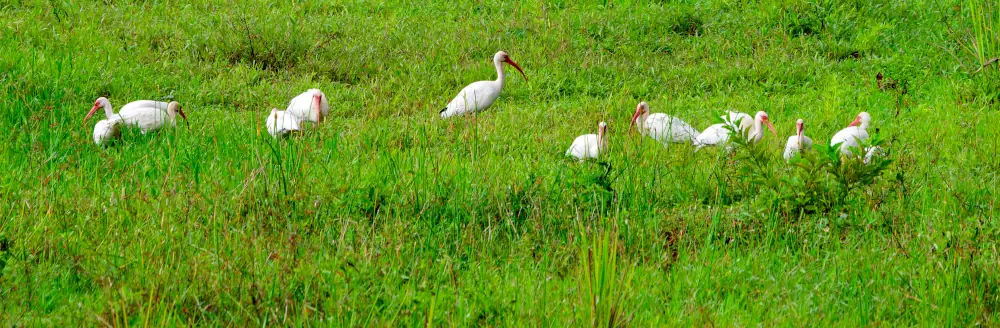 Ibis blancs