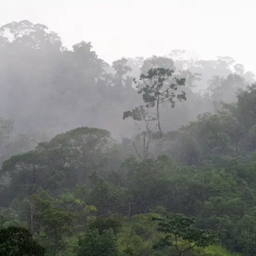 Jungle dans la brume