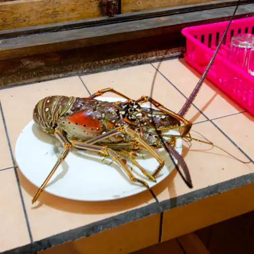 Langouste