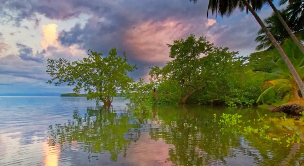 Mangrove au coucher de soleil