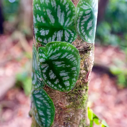 Monstera tuberculata