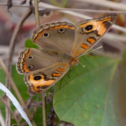 Nymphale brun des savanes