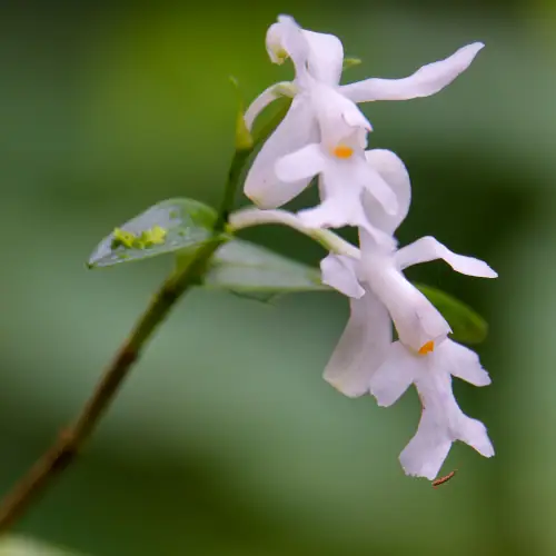 Epîdendrum endresii