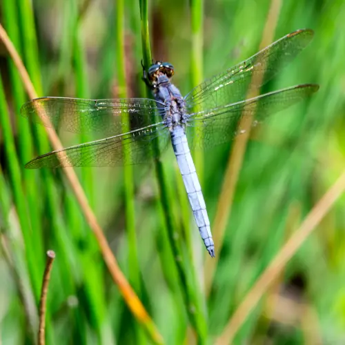 Orthetrum bleuissant