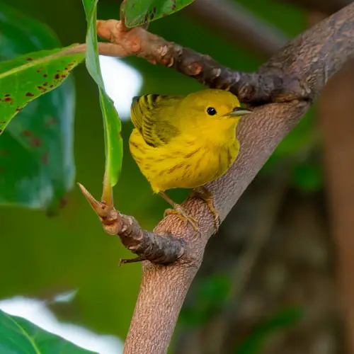 Paruline des mangroves