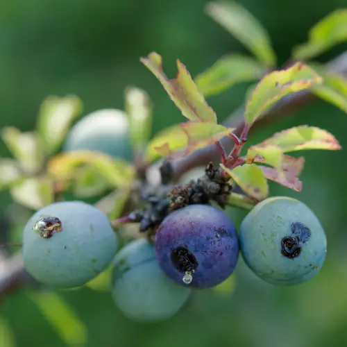 Drupes de Prunellier sauvage