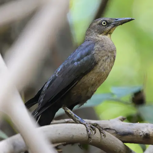Quiscale à longue queue