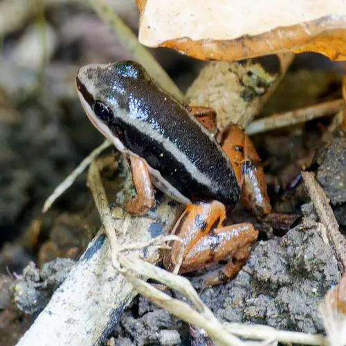 Silverstonoia flotator