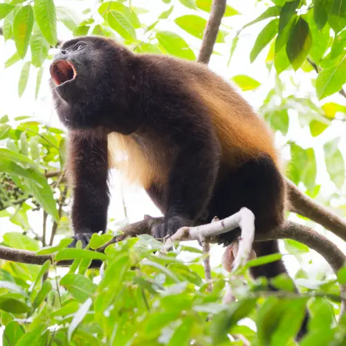 Singe hurleur à manteau mâle