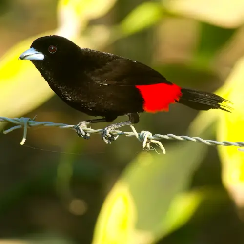 Tangara du Costa-Rica