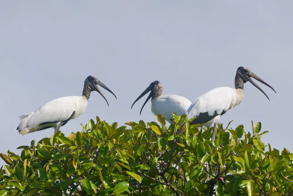 Tantales d'Amérique