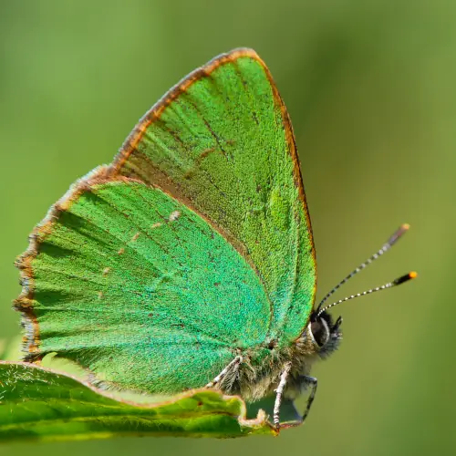 Thécla verte commune