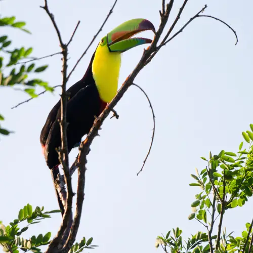Toucan à carène