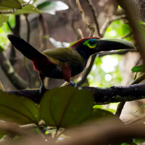 Toucanet à oreille d'or