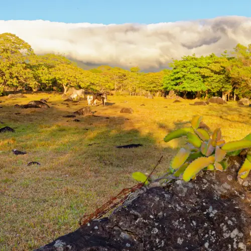 Forêts de nuages à Santa Elena