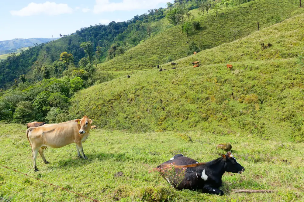 Ambiance alpages et...