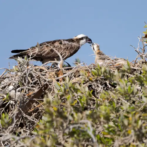 Balbuzards pêcheurs