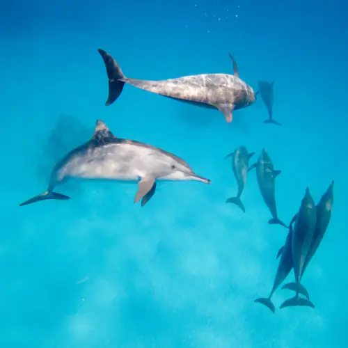 Dauphins à long bec