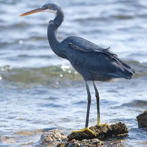 Aigrette des récifs