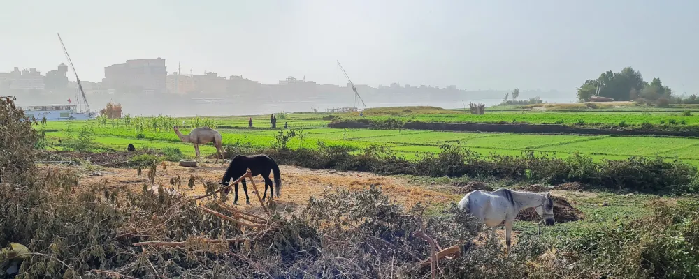 Chameau et chevaux au bord du Nil