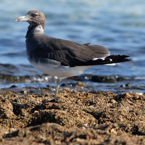 Goéland de Hemprich