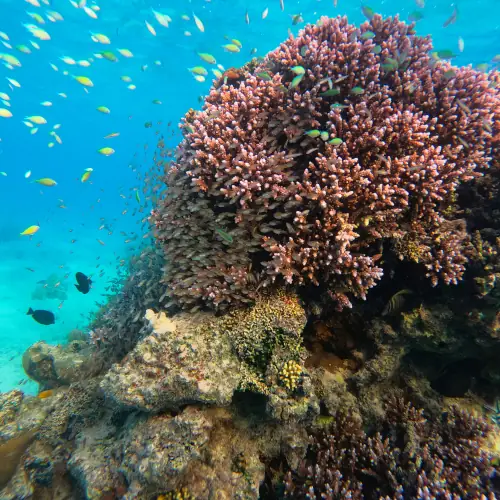 Chromis veridis et cie