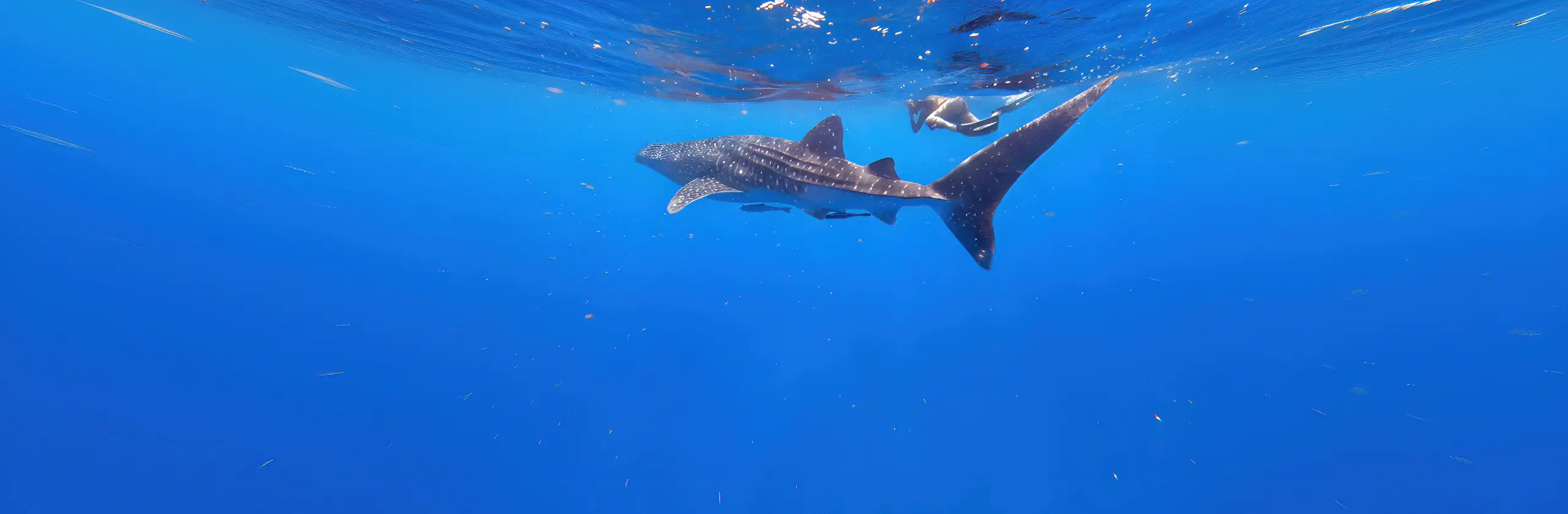 Dauphins, dugongs… et rencontre surprise avec un requin-baleine à Marsa Alam