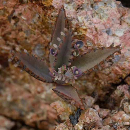 Kalanchoe de Daigremont