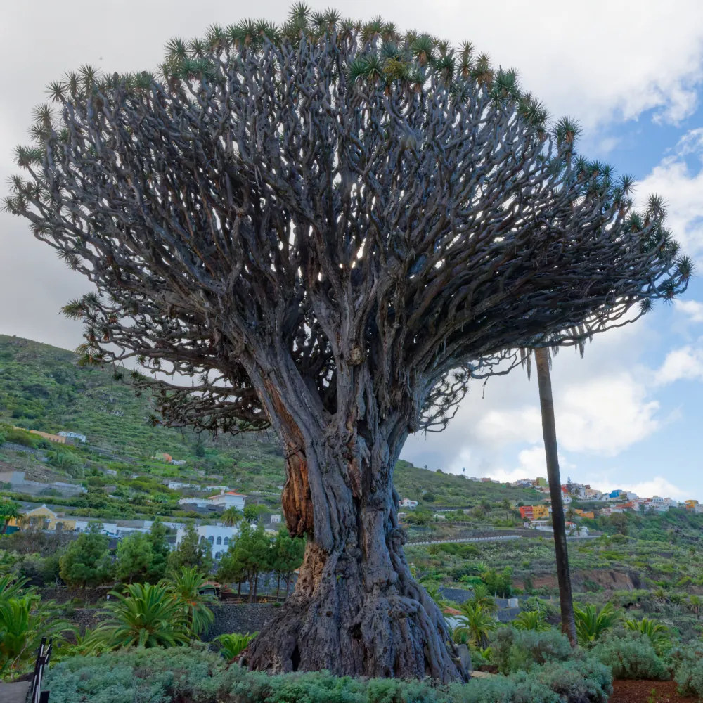 Icod de los Vindo Dragonnier