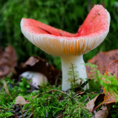 Russule émétique compacte