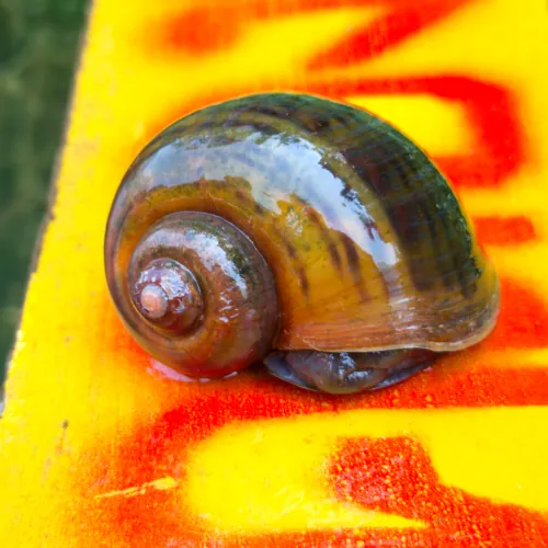 Pomacea canaliculata