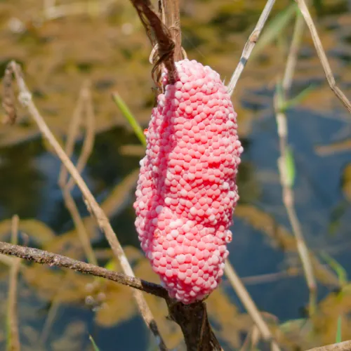 Ponte de Pomacea canaliculata