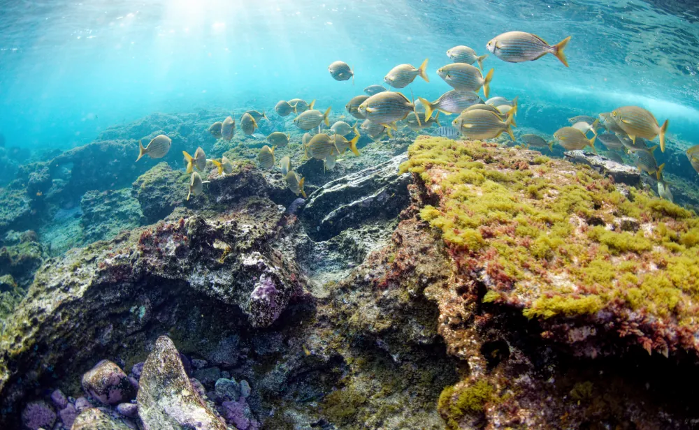 Paysages subaquatiques sous la Montagne jaune